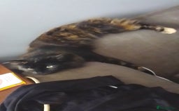 Mixed Breed cats for sale: mixed breed kittens  - Advert 6