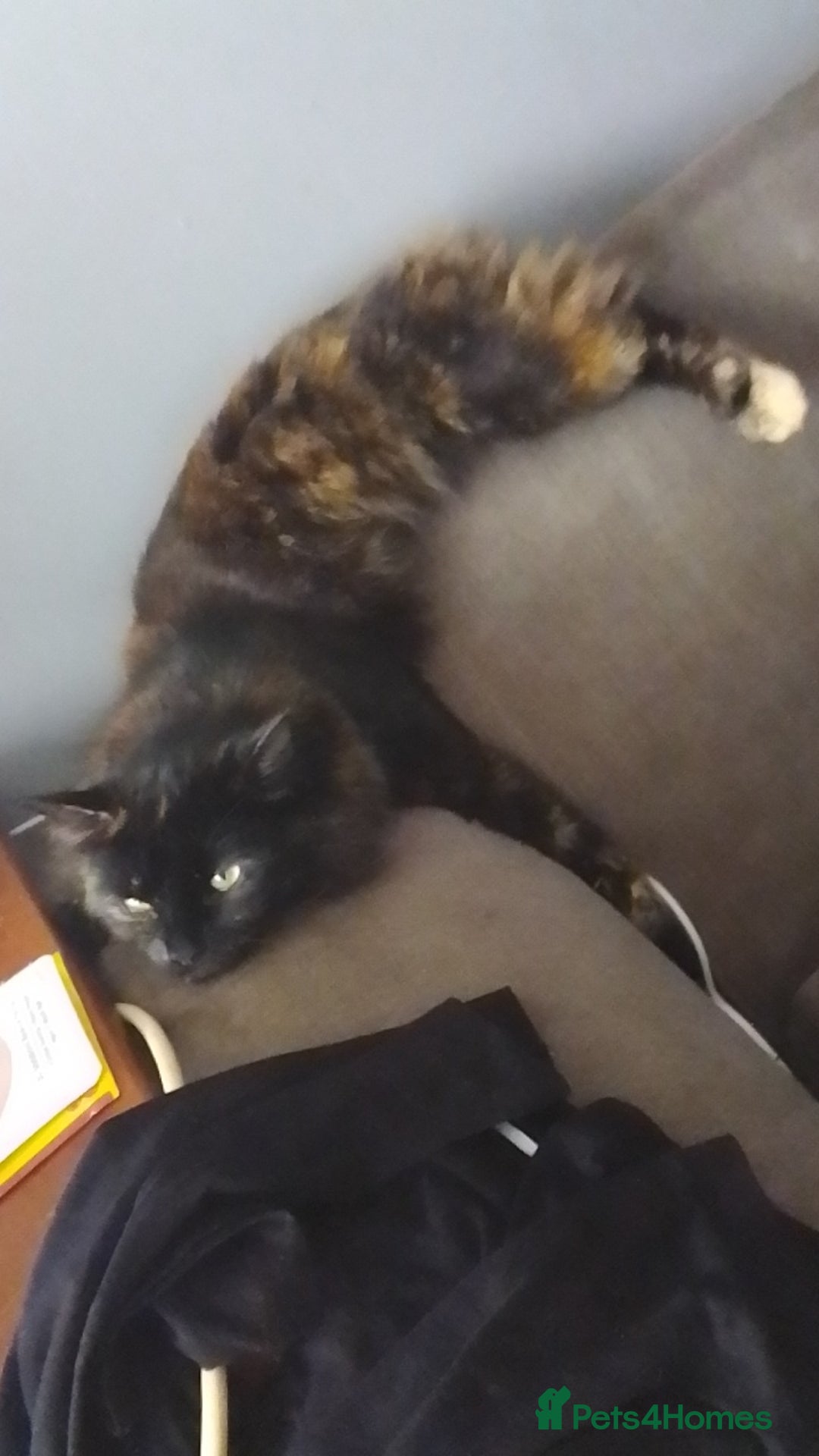 Mixed Breed cats for sale: mixed breed kittens  - Advert 6