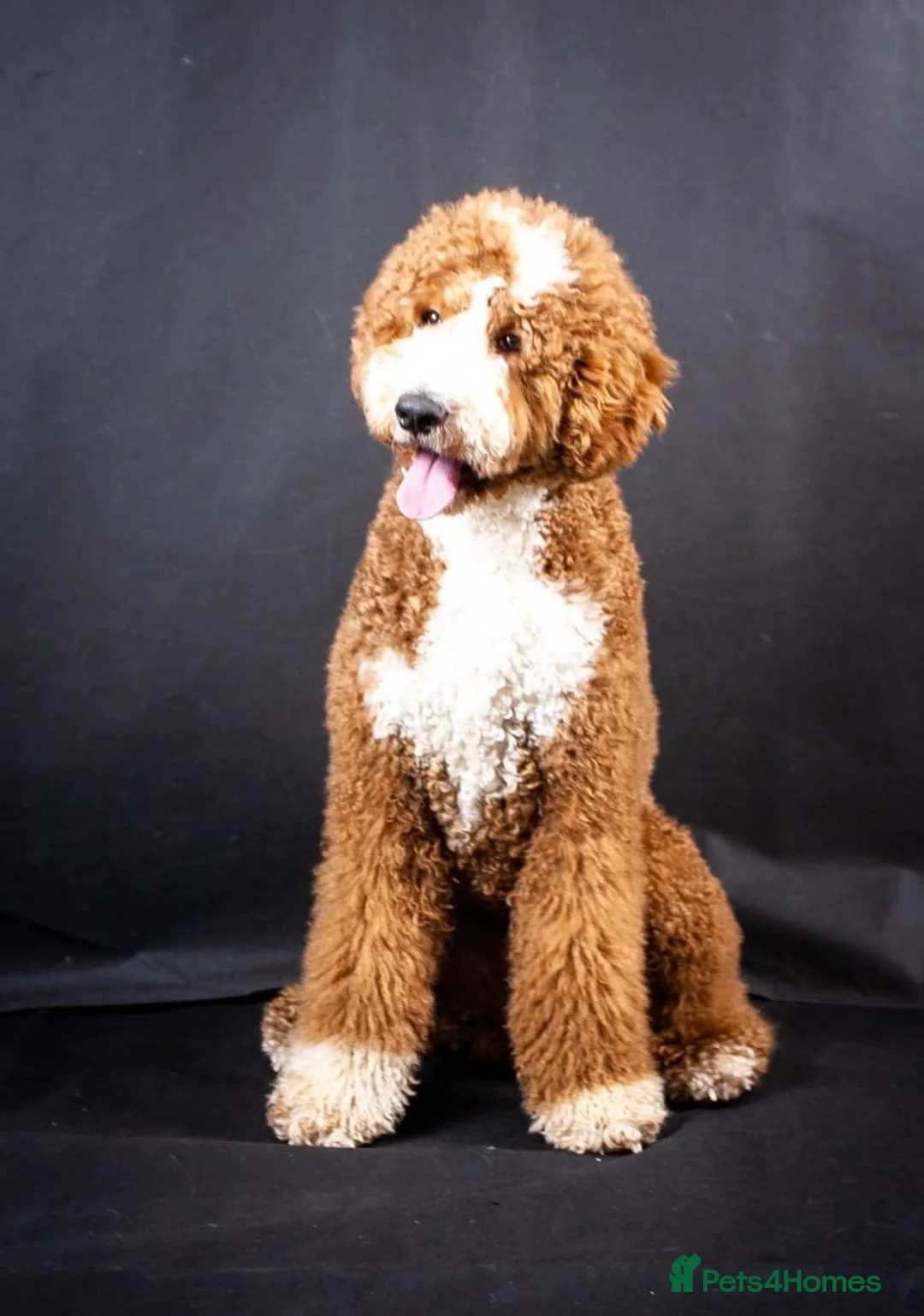 Goldendoodle dogs for sale: Top Quality F1 Bicolour Goldendoodle  - Advert 7