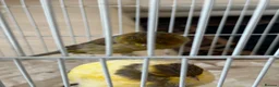 Canaries birds for sale: Yourkshire canary birds in Harrow - Advert 6