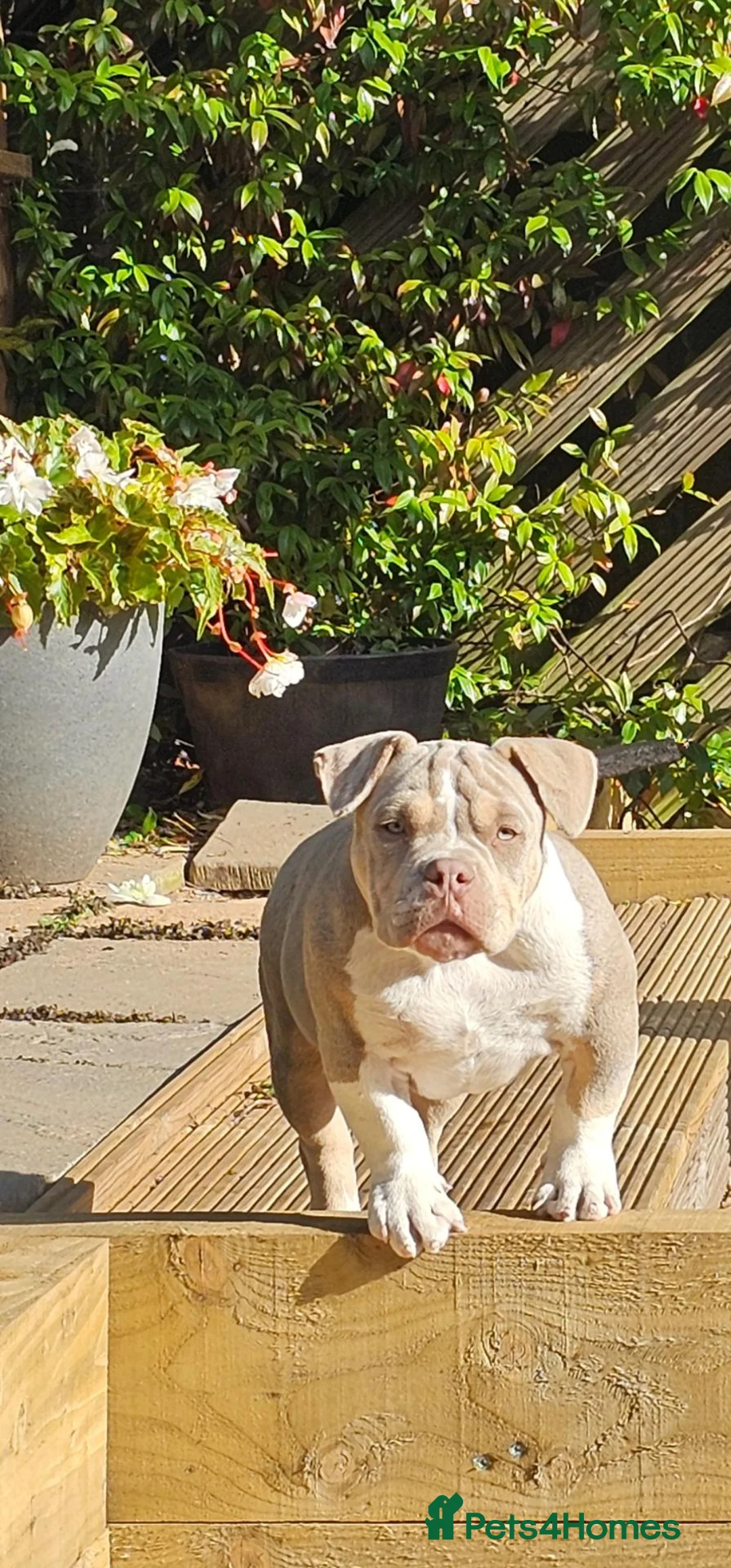 American Bully dogs for sale: Cowboyline pocket bullies (4 months old) - Advert 1