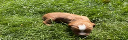Cocker Spaniel dogs for sale: Fox red working cocker spaniel pups  - Advert 2