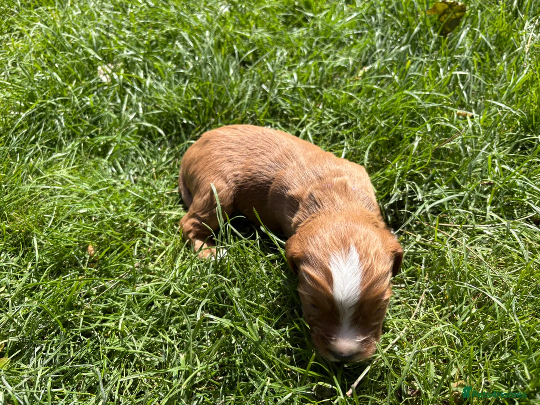 Cocker Spaniel dogs for sale: Fox red working cocker spaniel pups  - Advert 2