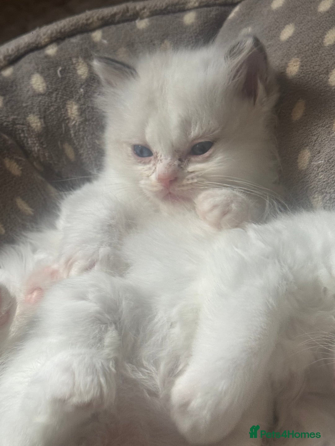 Ragdoll cats for sale: All our beautiful kittens are no longer available  - Advert 15