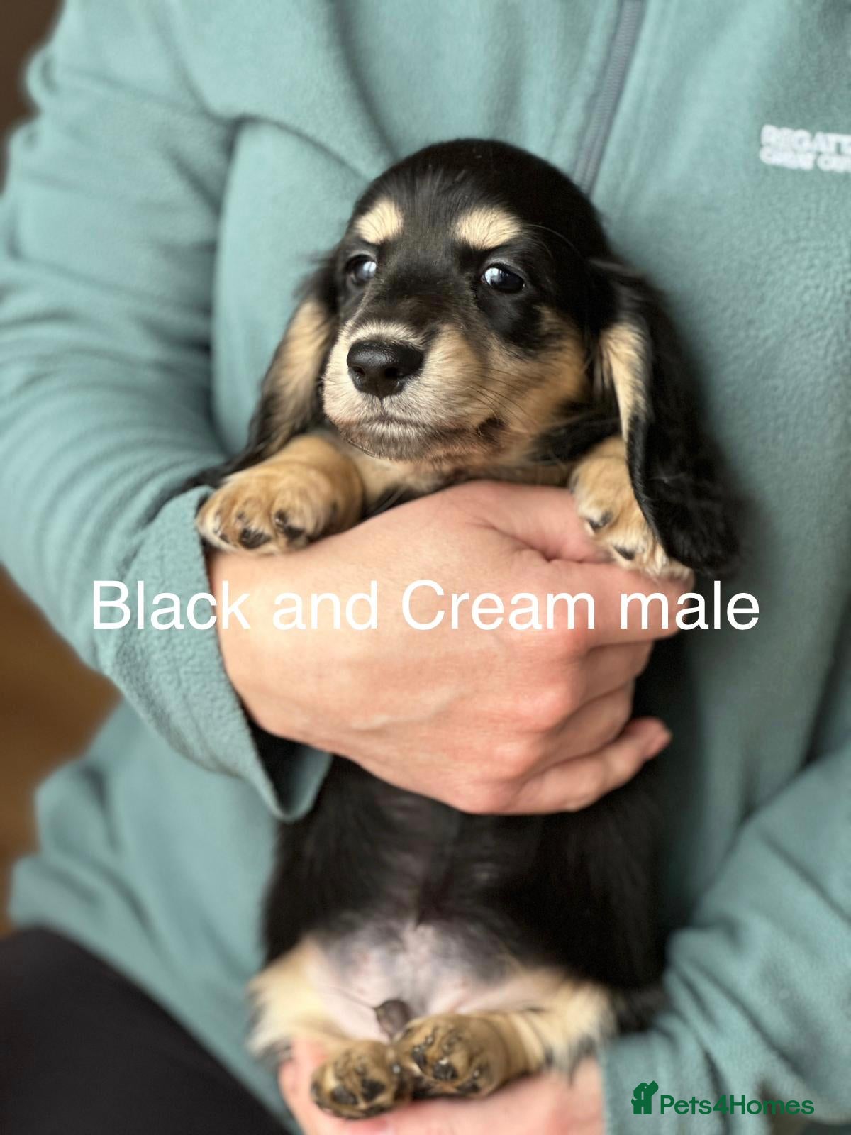 Miniature Dachshund dogs Miniature longhaired dachshund  - Advert 8