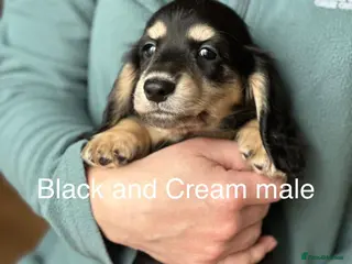 Miniature Dachshund dogs Miniature longhaired dachshund - Advert 8