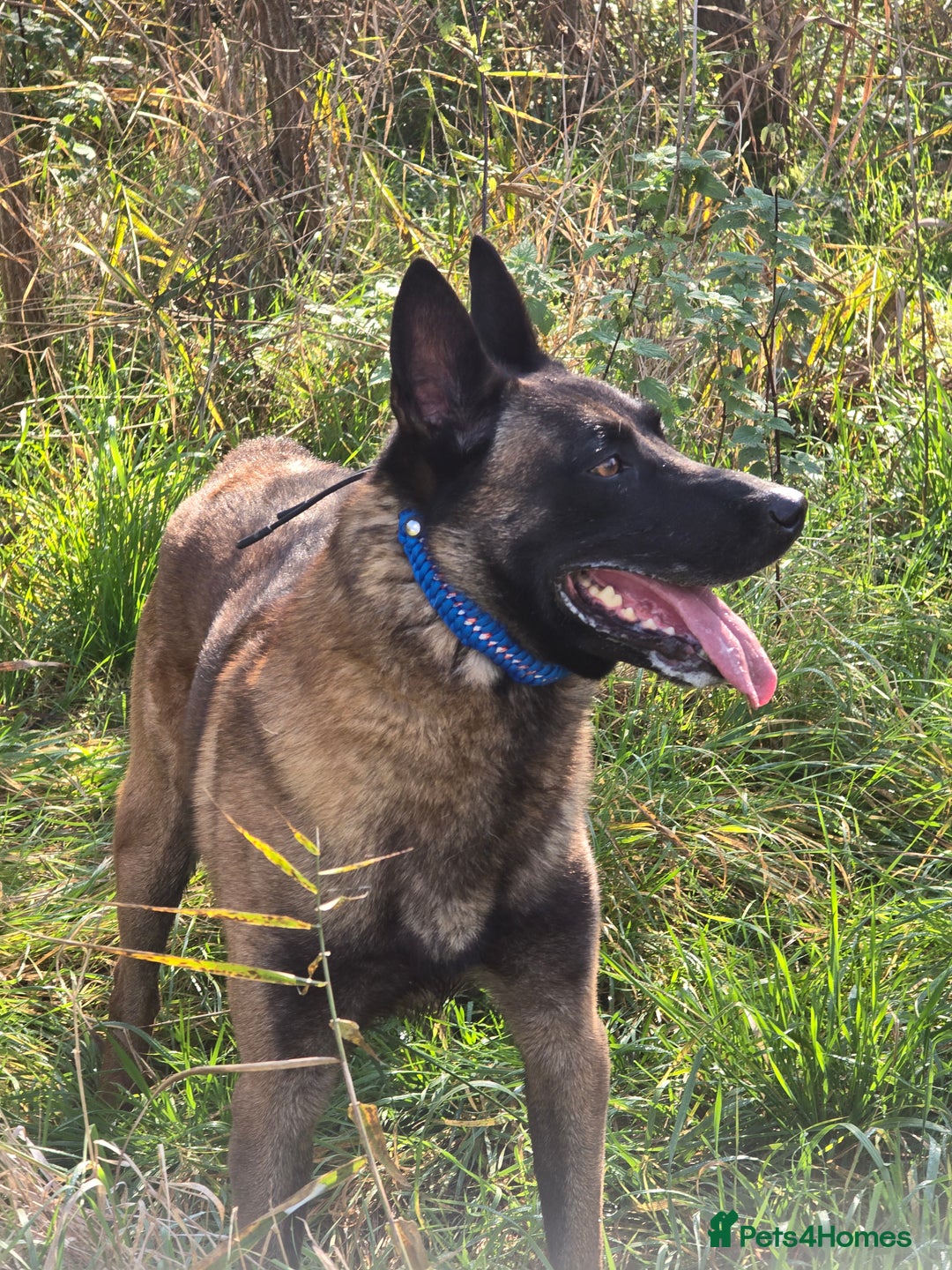 Belgian Shepherd Dog dogs for stud: CHANCE MR3 Vice Champion PSA2 at STUD - Advert 9