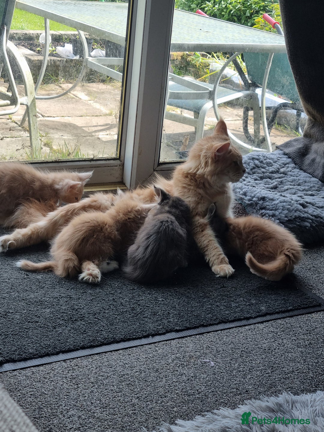 Maine Coon cats for sale: Beautiful fluffy Maine Coon Kittens - Image 9