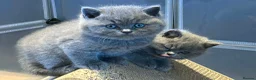 British Shorthair cats for sale: Pedigree British Shorthair Kittens - Advert 9