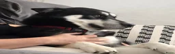 Siberian Husky dogs for stud: Siberian Husky For STUD ONLY in St Albans - Advert 2