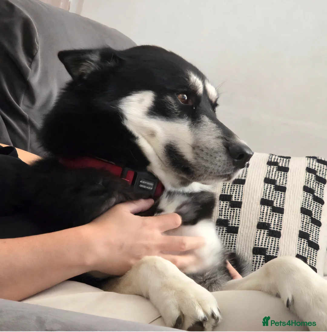 Siberian Husky dogs for stud: Siberian Husky For STUD ONLY in St Albans - Advert 2