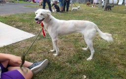 Mixed Breed dogs for sale: Suluki whippet  - Image 3