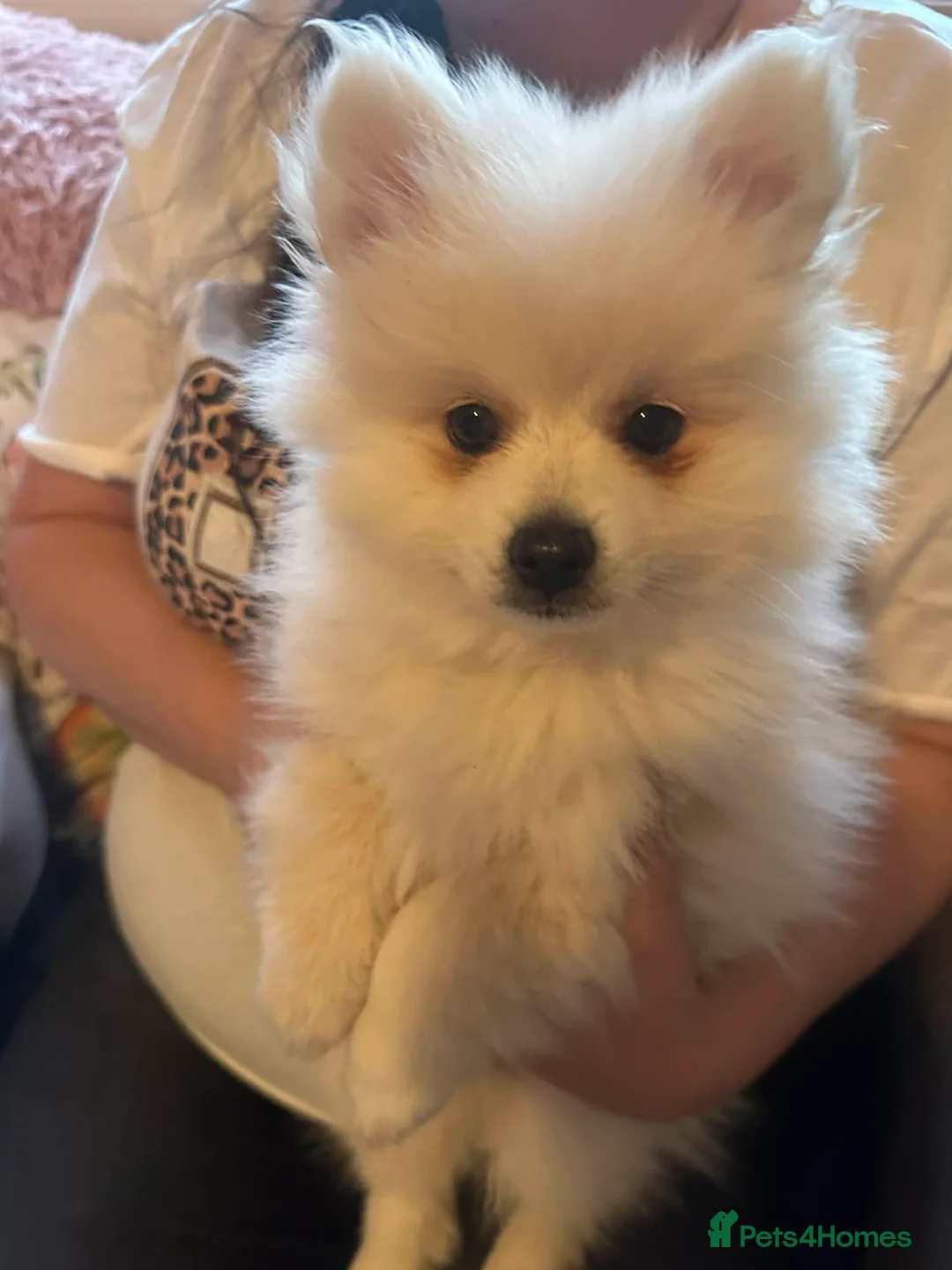 Pomeranian dogs for sale: volpino Italiano Pomeranian x  **  Pomeranian  in Mansfield - Advert 9