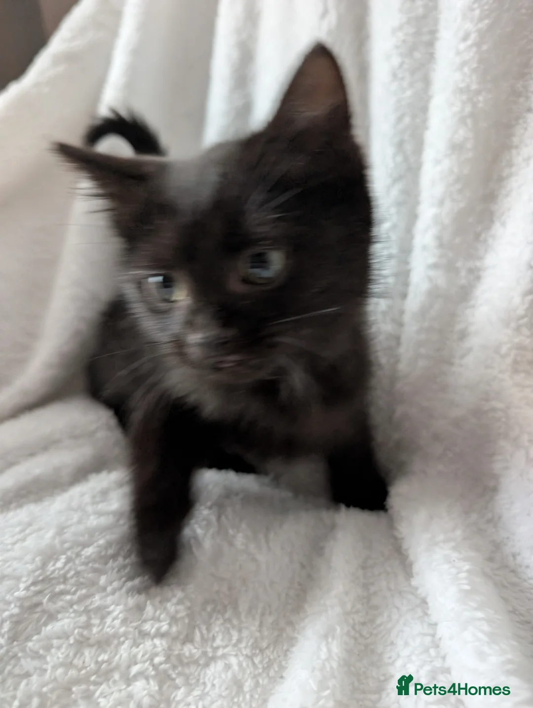 Ragdoll cats for sale: Ragdoll kittens  - Advert 12