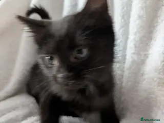 Ragdoll cats Ragdoll kittens - Advert 8