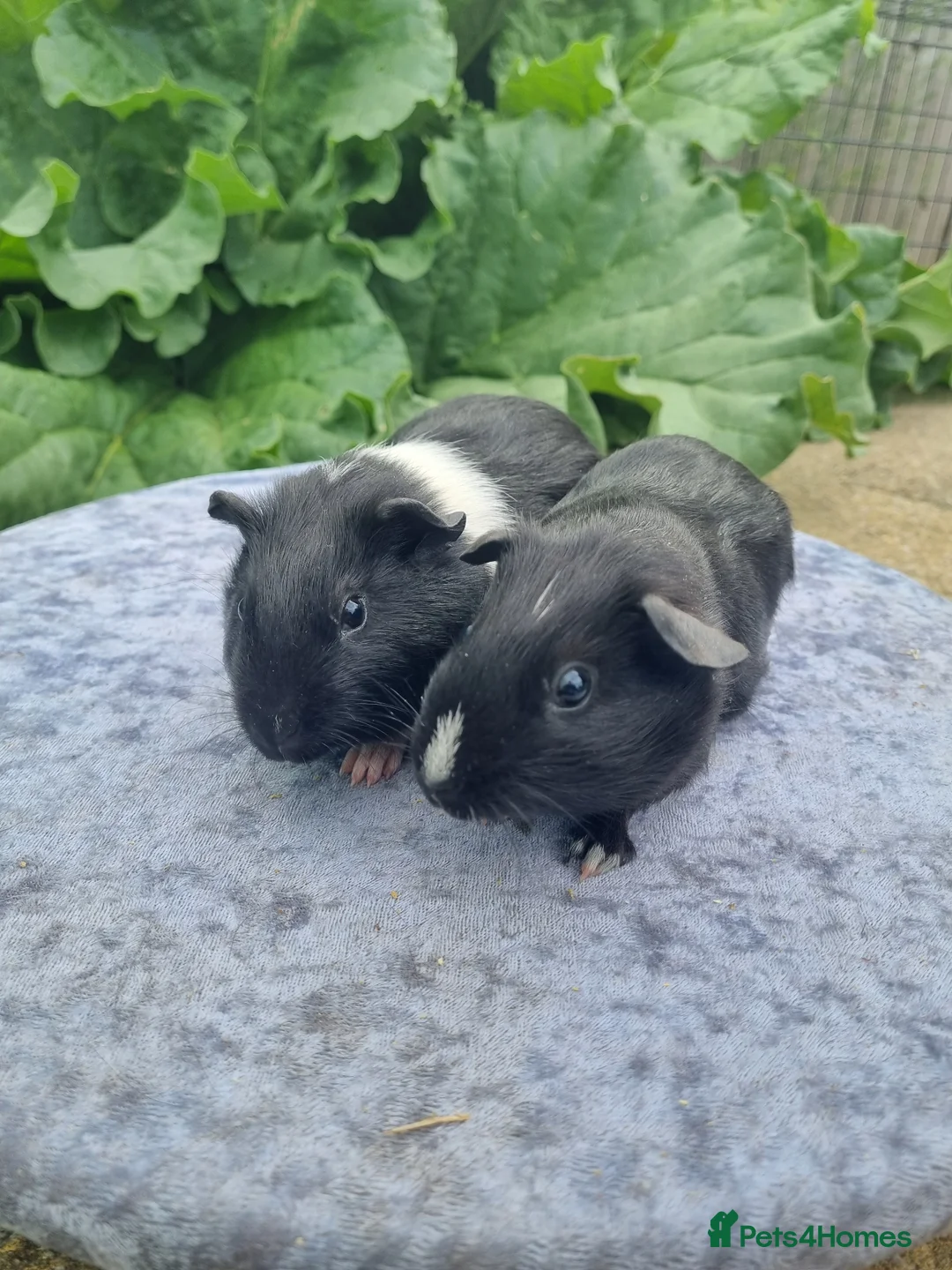 Guinea Pig rodents for sale: Male Guinea Pigs  - Advert 1