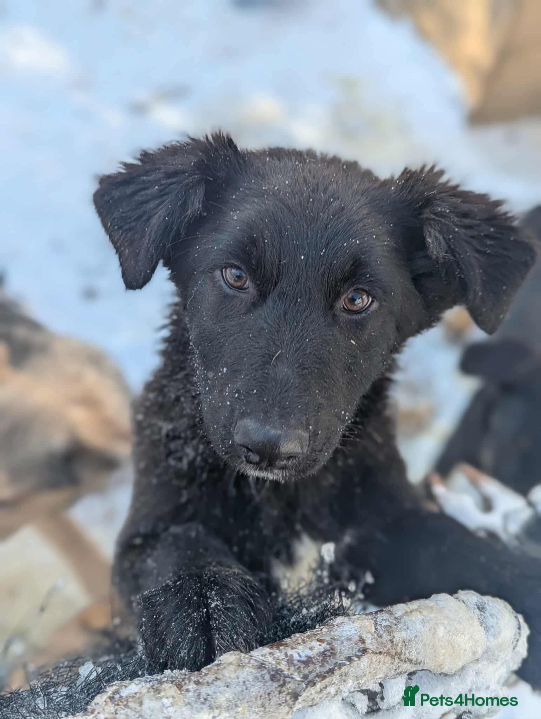 Mixed Breed dogs for adoption: Roxie ❤️ - Advert 3