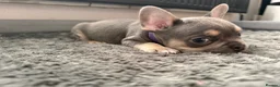 French Bulldog dogs for sale: Beautiful French bulldog pups  - Advert 7