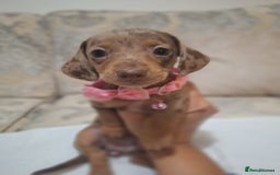 Miniature Dachshund dogs for sale: 5 miniature dachshund - Image 13