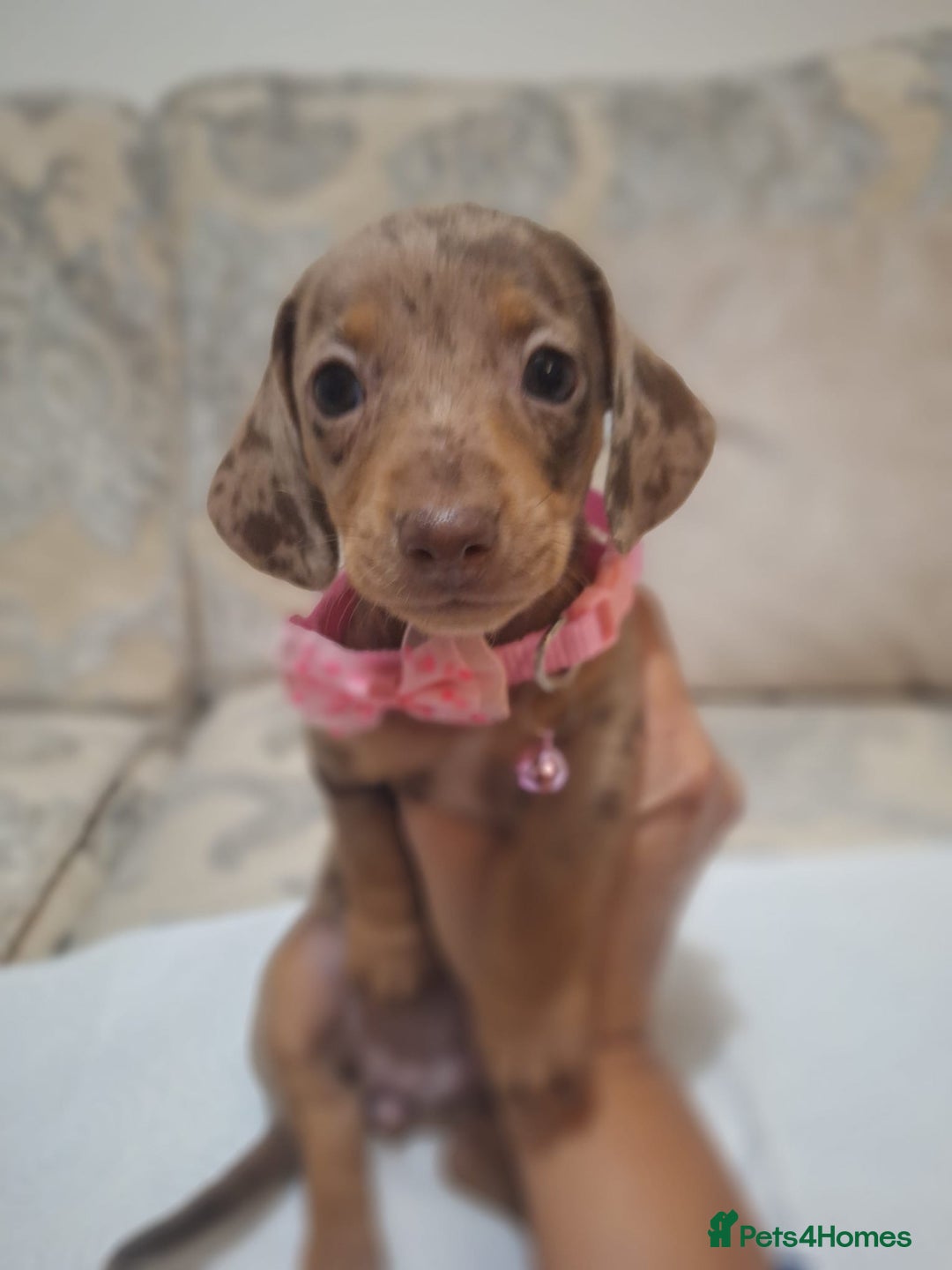 Miniature Dachshund dogs for sale: 5 miniature dachshund - Image 13