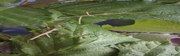 Stick Insects invertebrates for sale: Mixed breeds of stick insects  - Advert 3