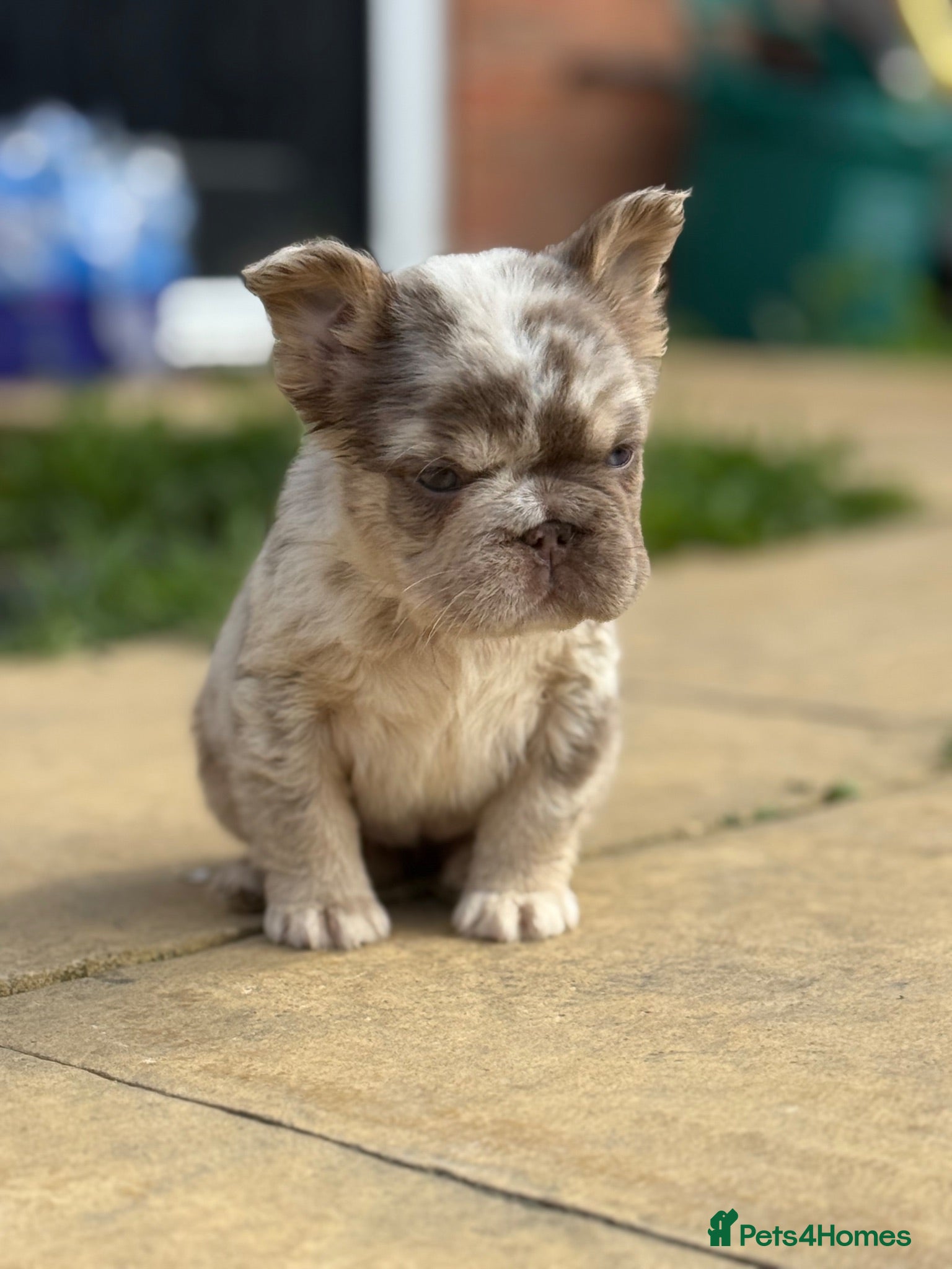 French Bulldog dogs for sale: Reduced 2 princess looking 4 forever homes - Advert 1