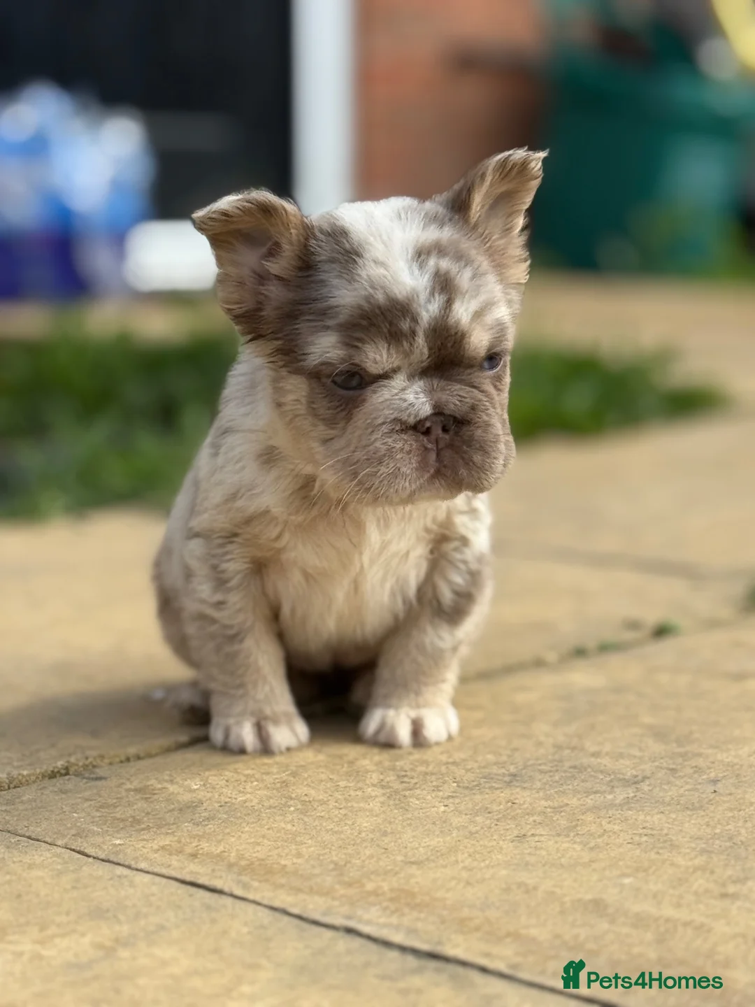 French Bulldog dogs for sale: Reduced 2 princess looking 4 forever homes - Advert 1