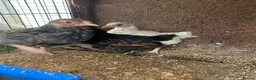 Chickens poultry for sale: Beautiful chicken and others  - Advert 2