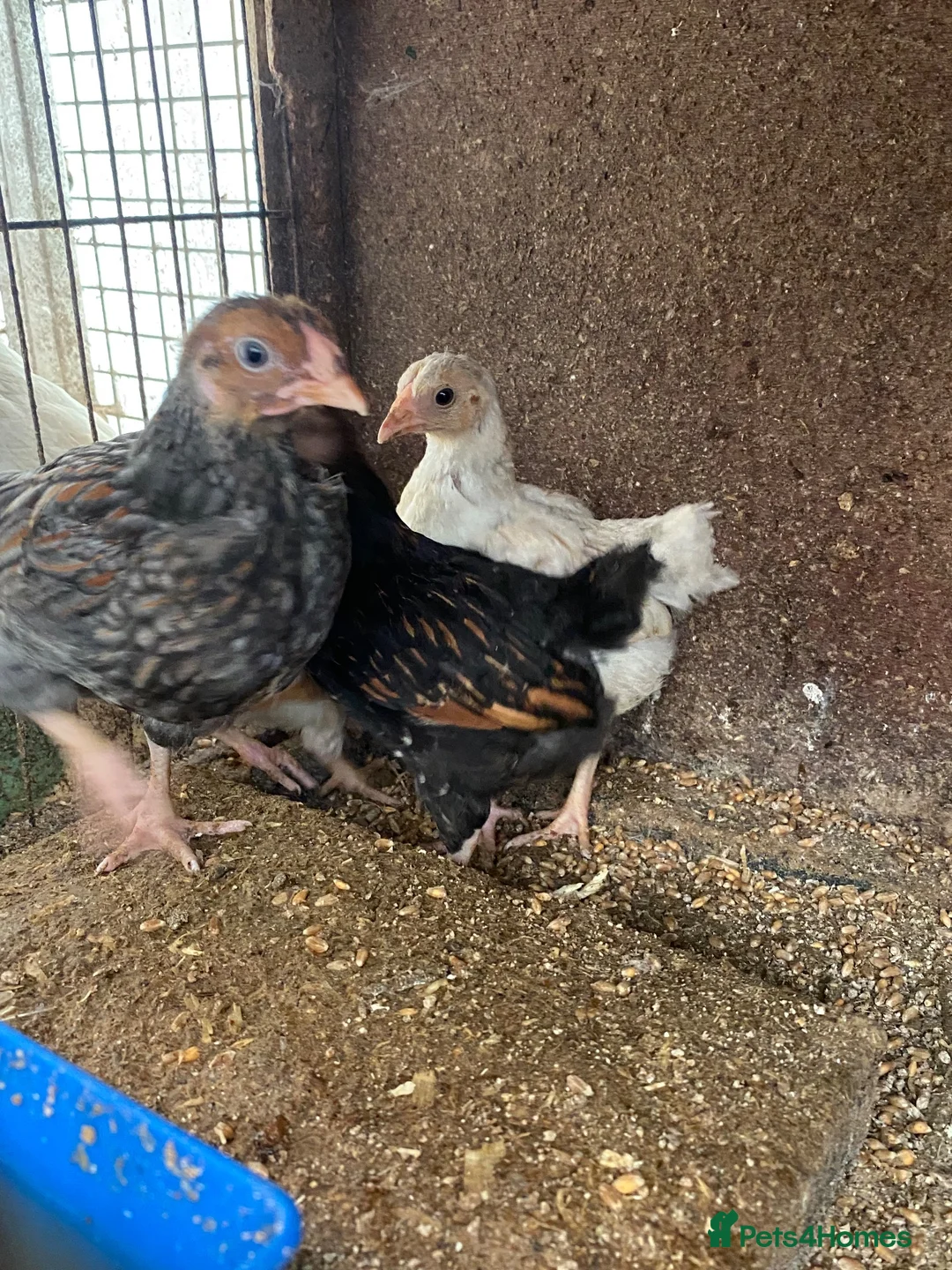 Chickens poultry for sale: Beautiful chicken and others  - Advert 2
