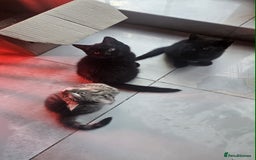 British Shorthair cats for sale: Glorious Pure BSH Kittens Ready Now! - Advert 13