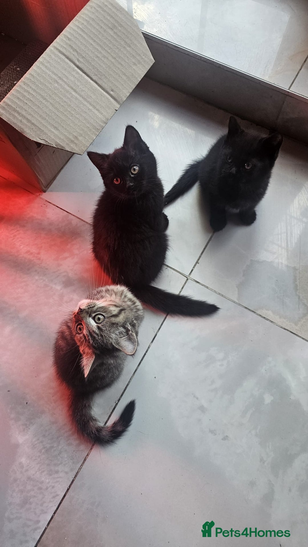 British Shorthair cats for sale: Glorious Pure BSH Kittens Ready Now! - Advert 13