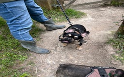 French Bulldog dogs for stud: Chocolate Tan french bulldog Burtie in Sevenoaks - Image 11