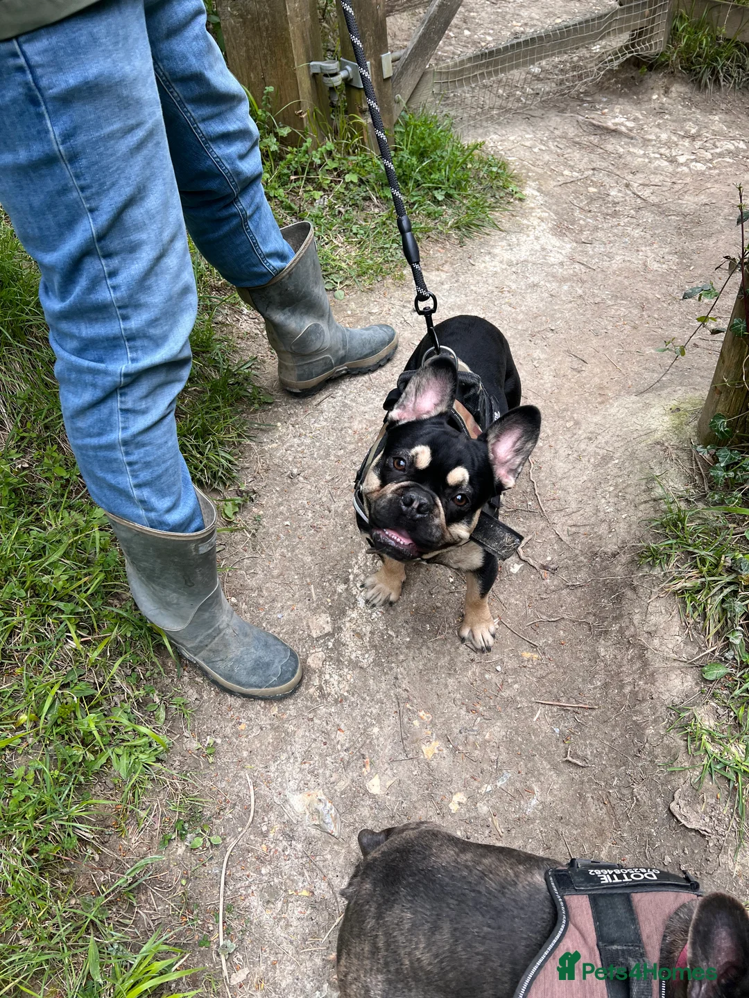 French Bulldog dogs for stud: Chocolate Tan french bulldog Burtie in Sevenoaks - Advert 11