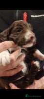 Cocker Spaniel dogs (Only 3 left) Working Cocker Spaniel Pups F1B - Advert 4