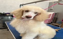 Standard Poodle dogs for sale: Stunning KC reg standard poodle  - Image 11
