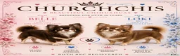 Chihuahua dogs for sale: 5* Licensed RKC Stunning Long Coat Chihuahuas - Advert 12