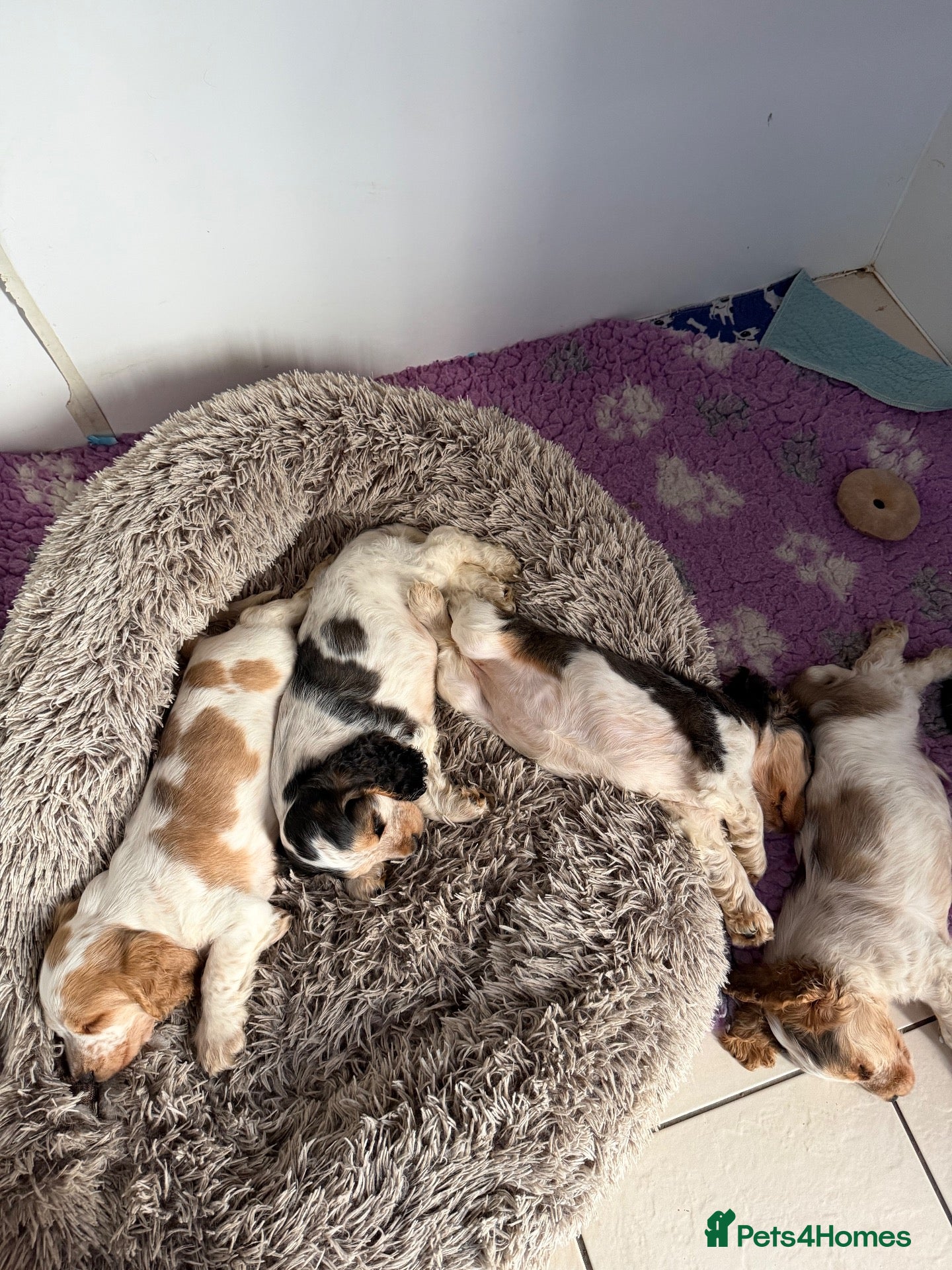 Cocker Spaniel dogs for sale: Champion Bloodlines Show Type Cocker Spaniels - Advert 2