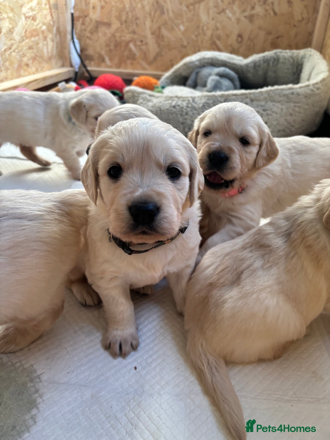 Golden Retriever dogs for sale: Golden retriever puppies  - Image 19