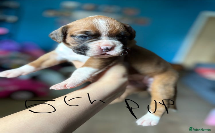 Boxer dogs - Advert 3