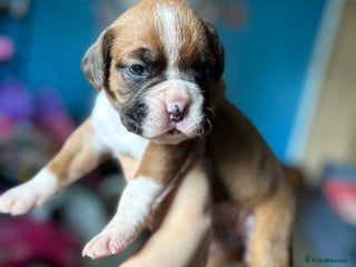 Boxer dogs - Advert 6