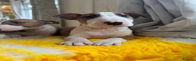 Bull Terrier Puppy 1