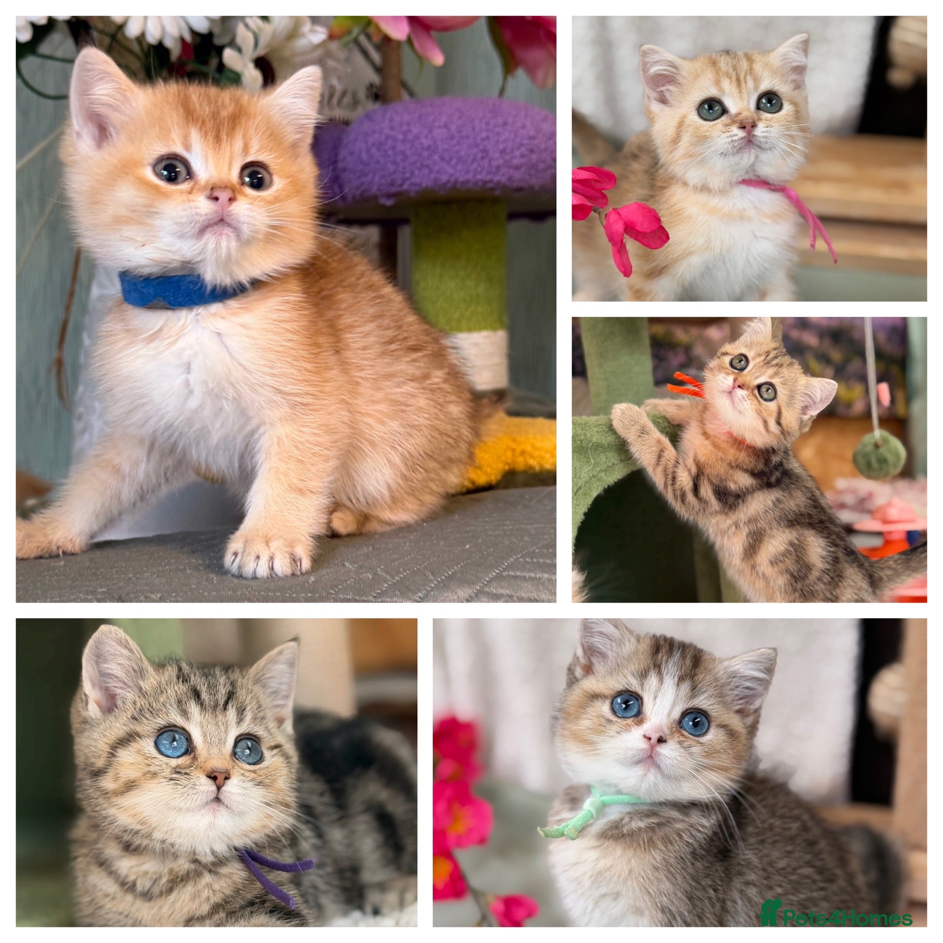 British Longhair cats British short/longhair odd/blue eyed kittens  - Advert 6