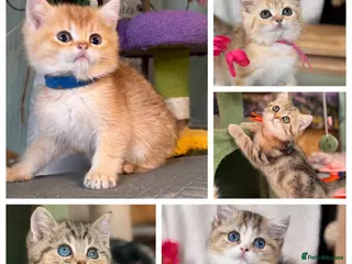 British Longhair cats British short/longhair odd/blue eyed kittens - Advert 6