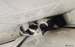 Mixed Breed cats for sale: Chocolate chip and Oreo in Enfield - Image 6