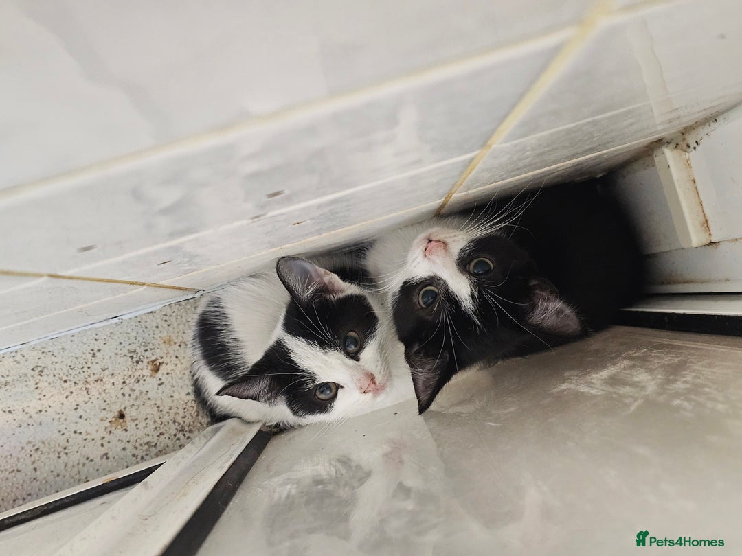 Mixed Breed cats for sale: Chocolate chip and Oreo in Enfield - Image 6