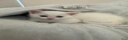 British Shorthair cats for sale: Pure White Male Kitten Ready Now  - Advert 3