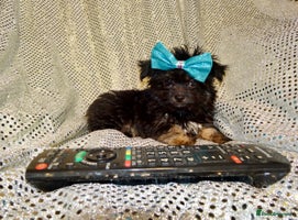 Mixed Breed dogs Exquisite Maltese X Chihuahua F1 Malchi Puppy - Advert 4