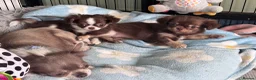 Chihuahua dogs for sale: Beautiful long coat puppies  - Advert 12