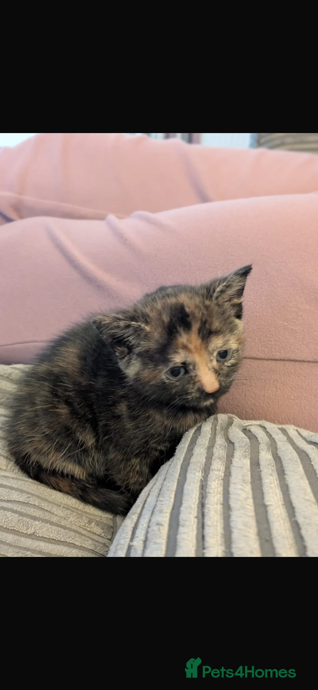 Mixed Breed cats for sale: Russian blue x American shorthair  - Advert 7