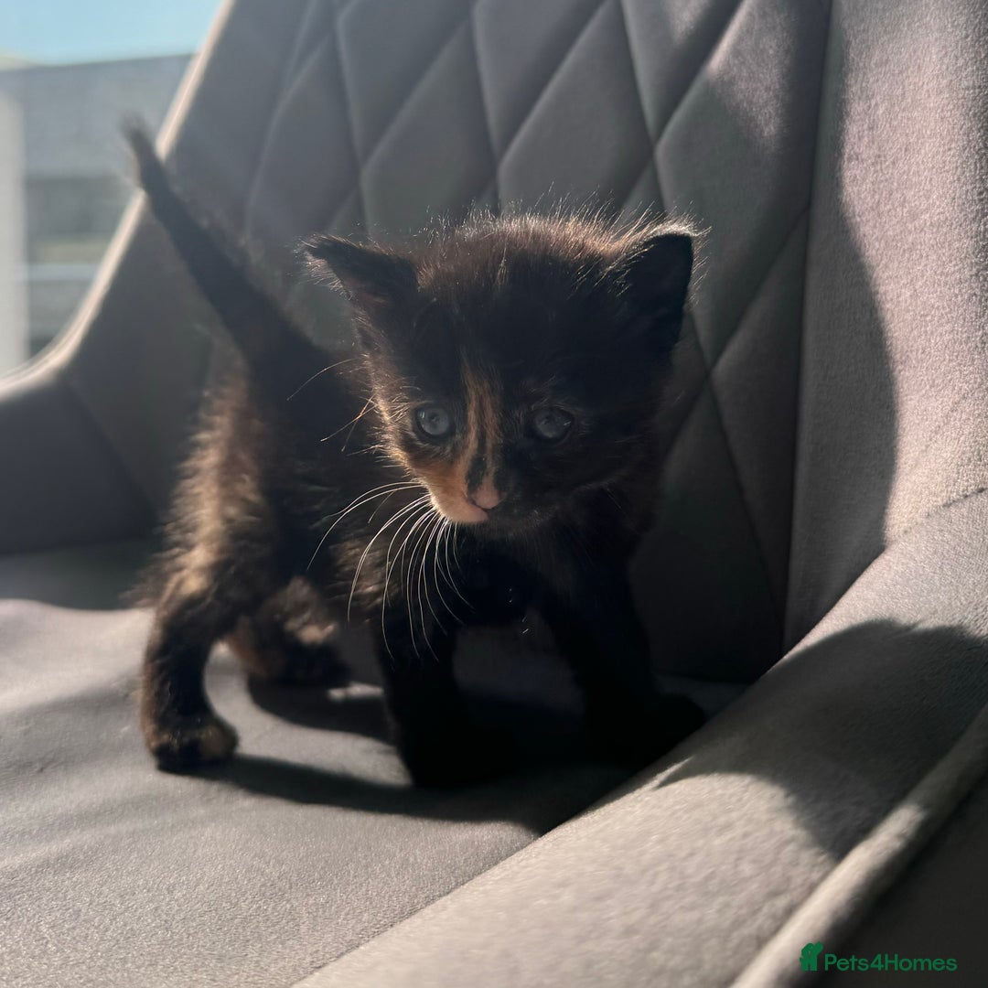 Mixed Breed cats for sale: Beautiful Mixed Kittens (Ginger/Tortie/Black) - Image 6